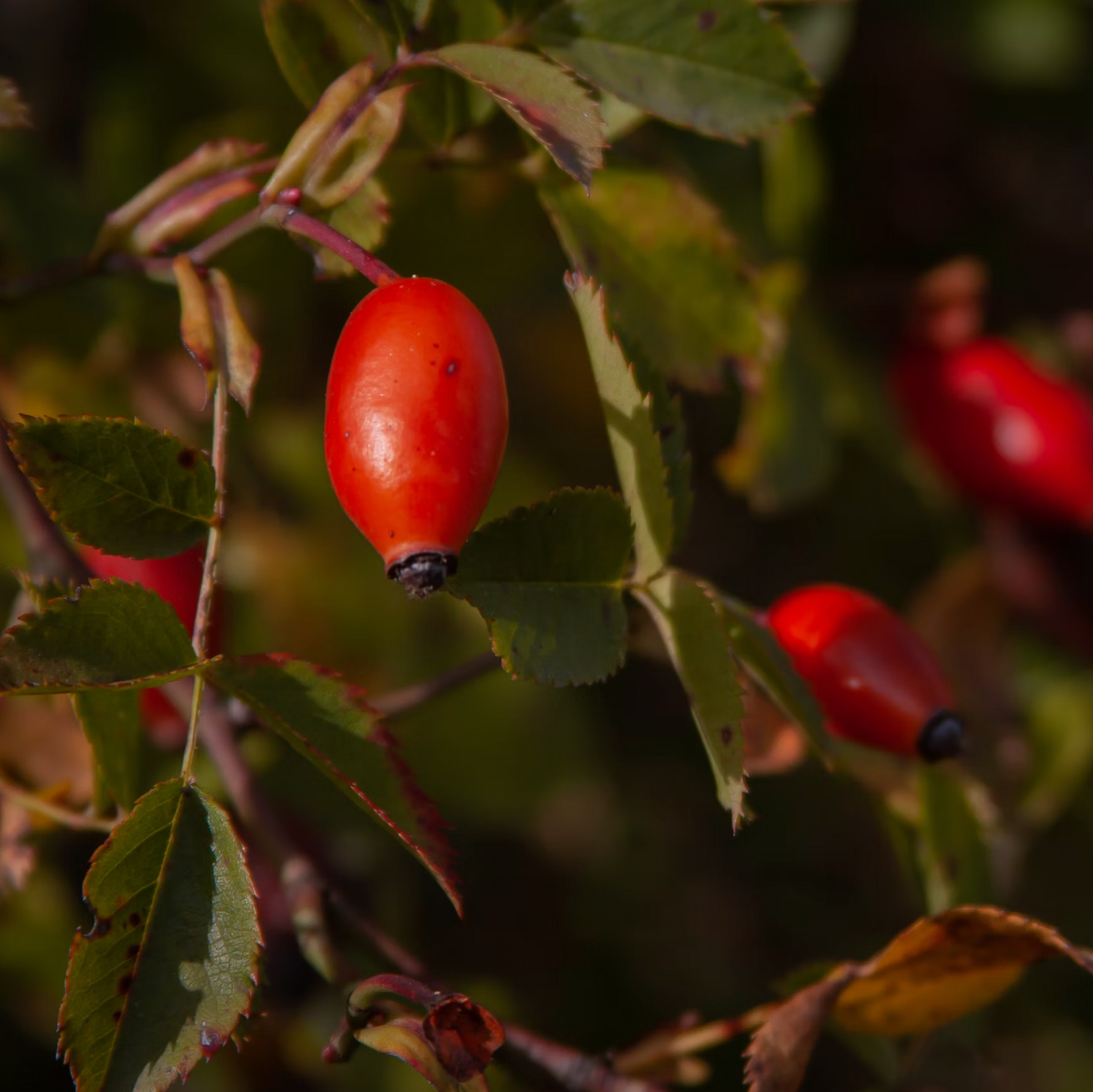 Rosehip + Kawakawa
Facial Cream