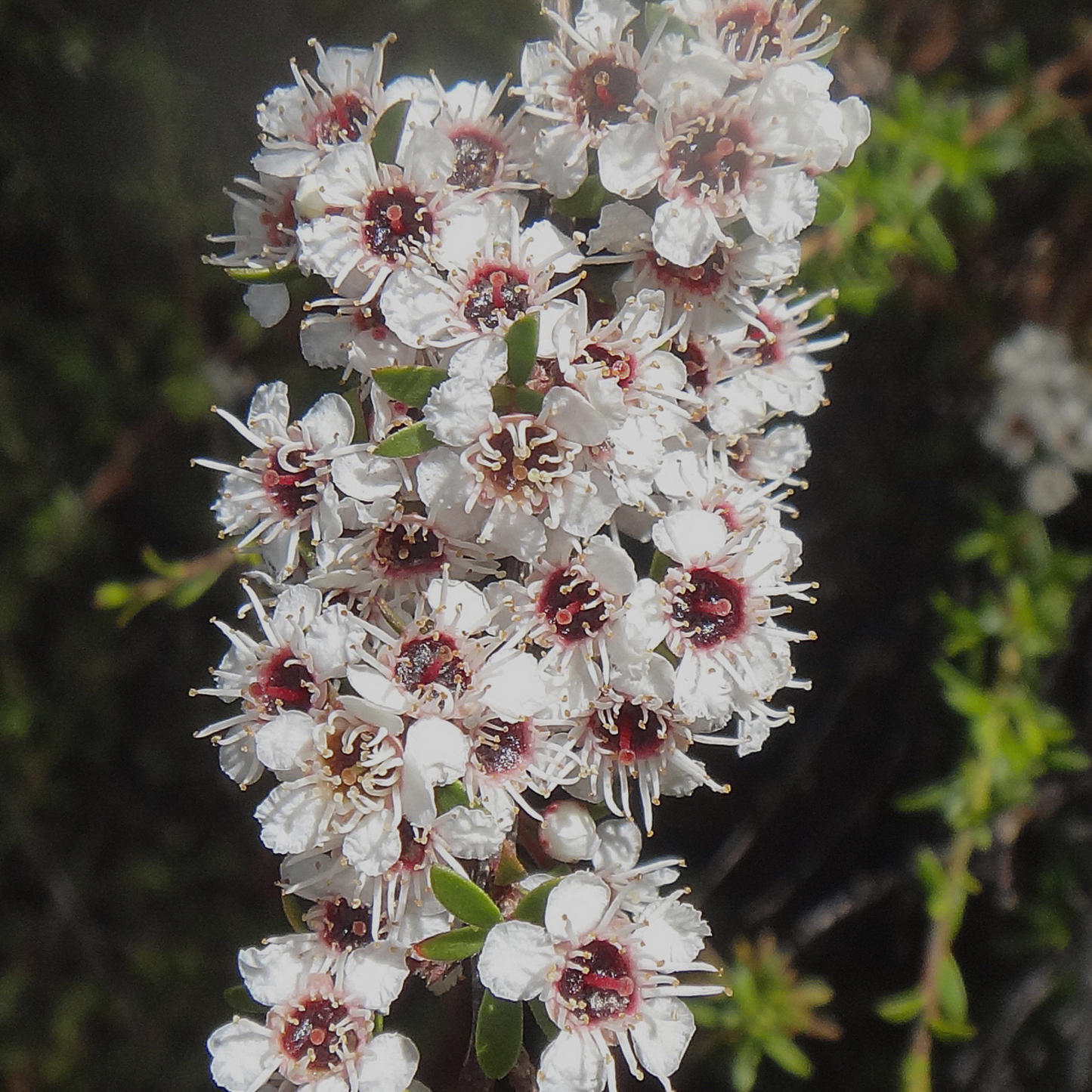 Mango, Kānuka + Lemon Hand Balm