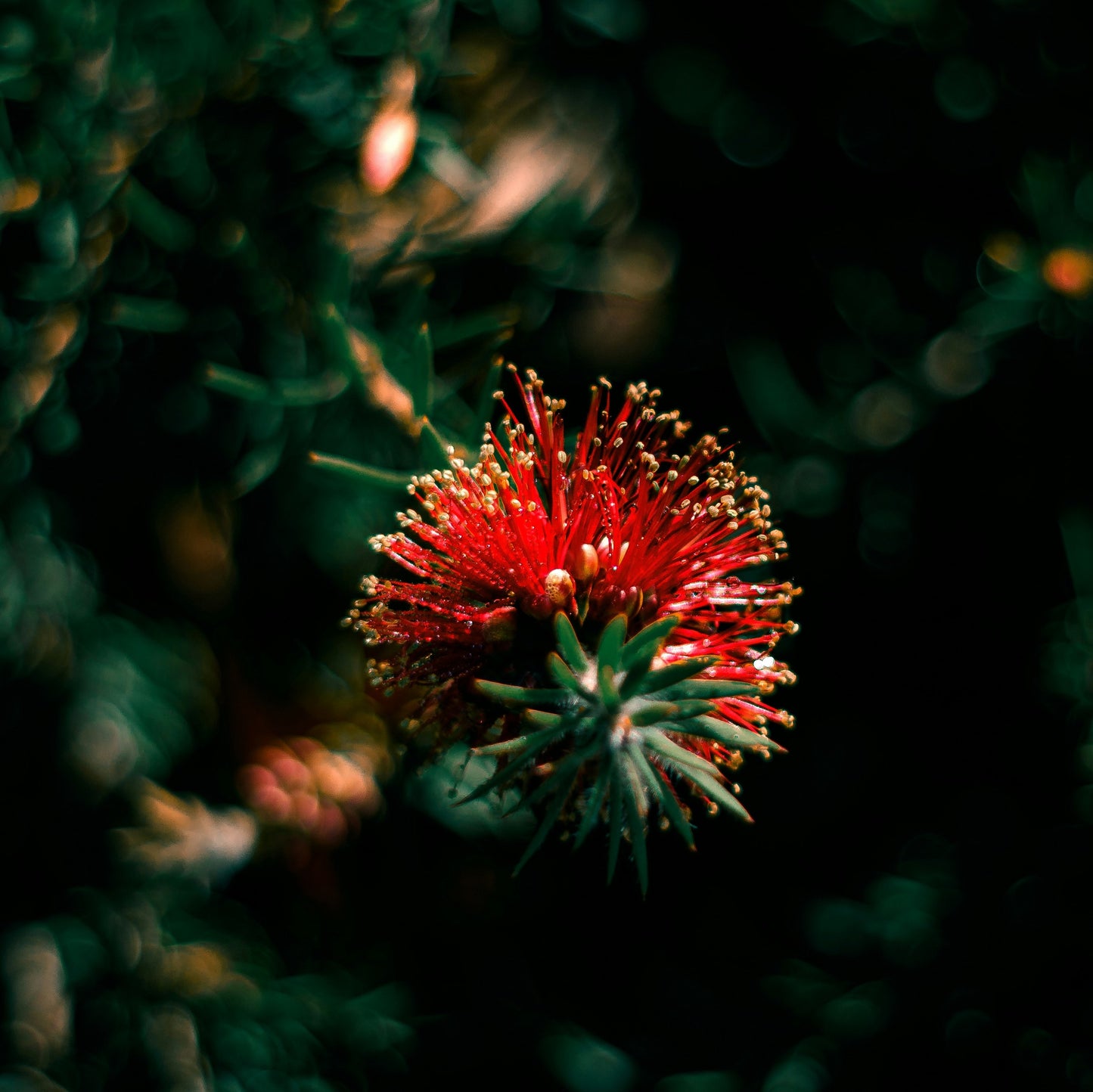Pōhutukawa + Tangerine Hand Balm