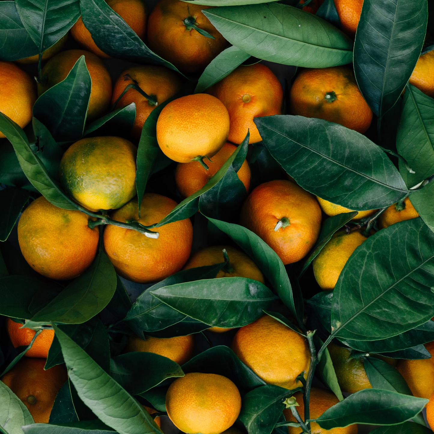 Kawakawa + Mandarin  Hand Balm