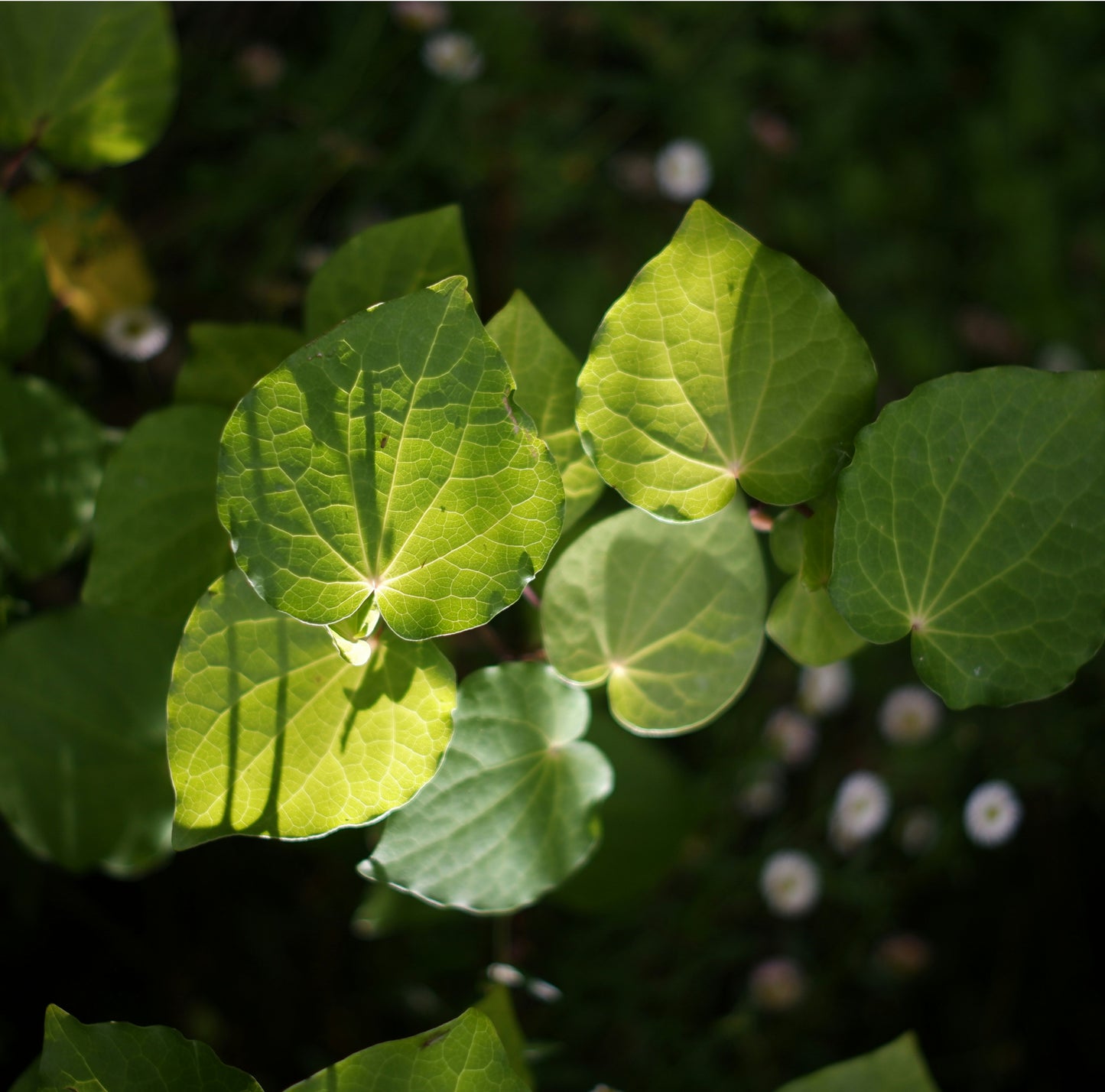 Kawakawa + Mandarin  Hand Balm