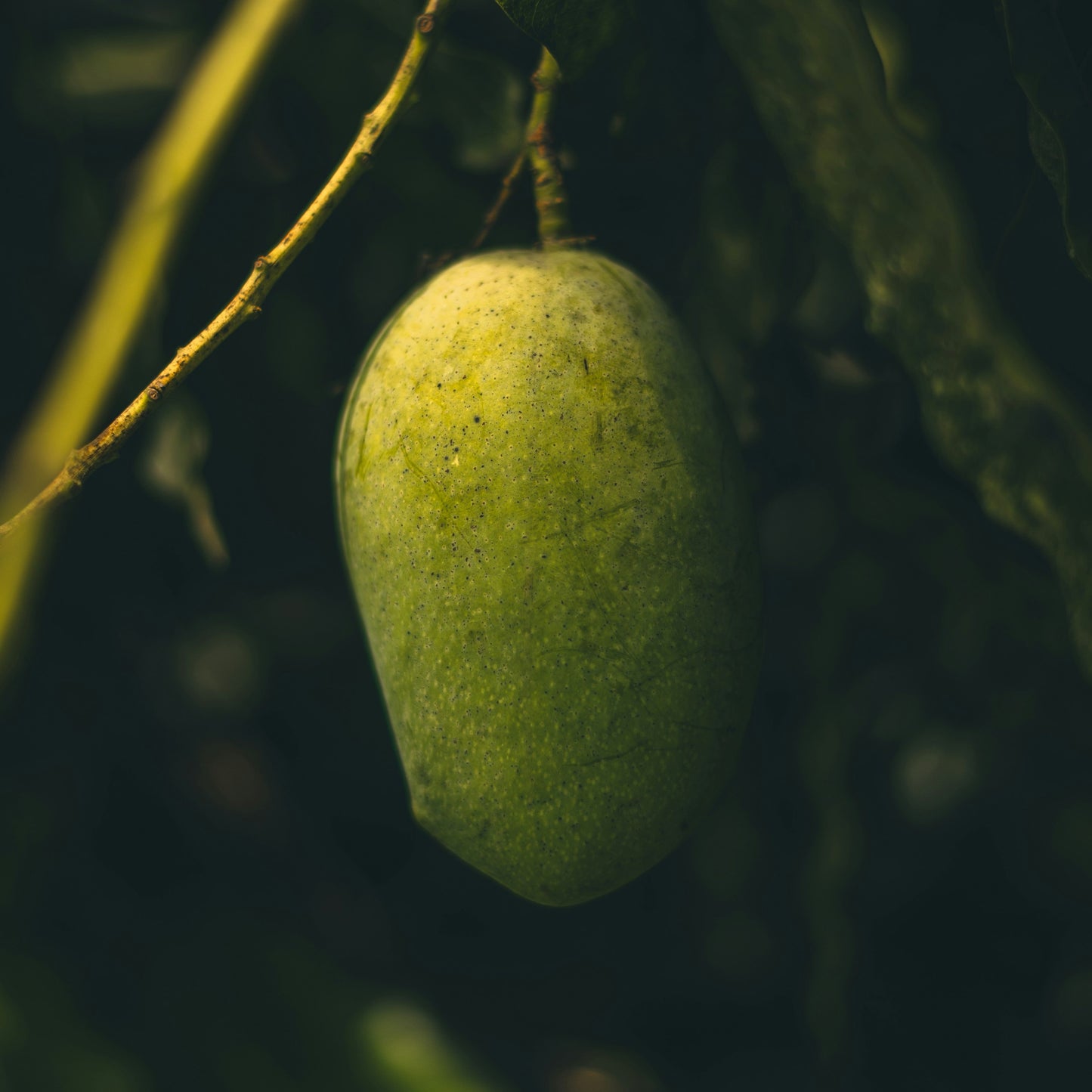 Mango, Kānuka + Lemon Hand Balm